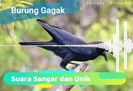 Suara Burung Sogon Mp3 Om Kicau